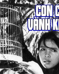 Con Chim Vành Khuyên