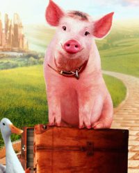 Babe: Chú Heo Trong Thành Phố
