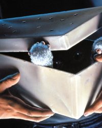 Gremlins
