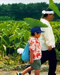Mùa Hè Của Kikujiro