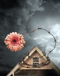 Petals on the Wind