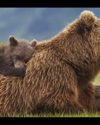 Bears