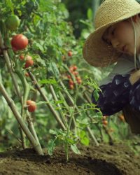 Cánh Đồng Nhỏ: Mùa Hạ Và Thu