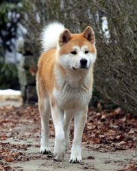 Hachiko Chú Chó Trung Thành