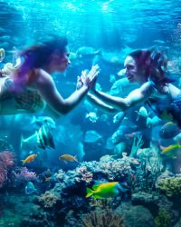 MerPeople: Nghề Nhân Ngư