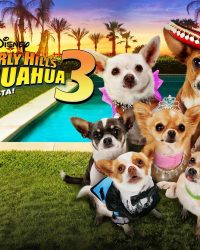 Những Chú Chó Chihuahua 3